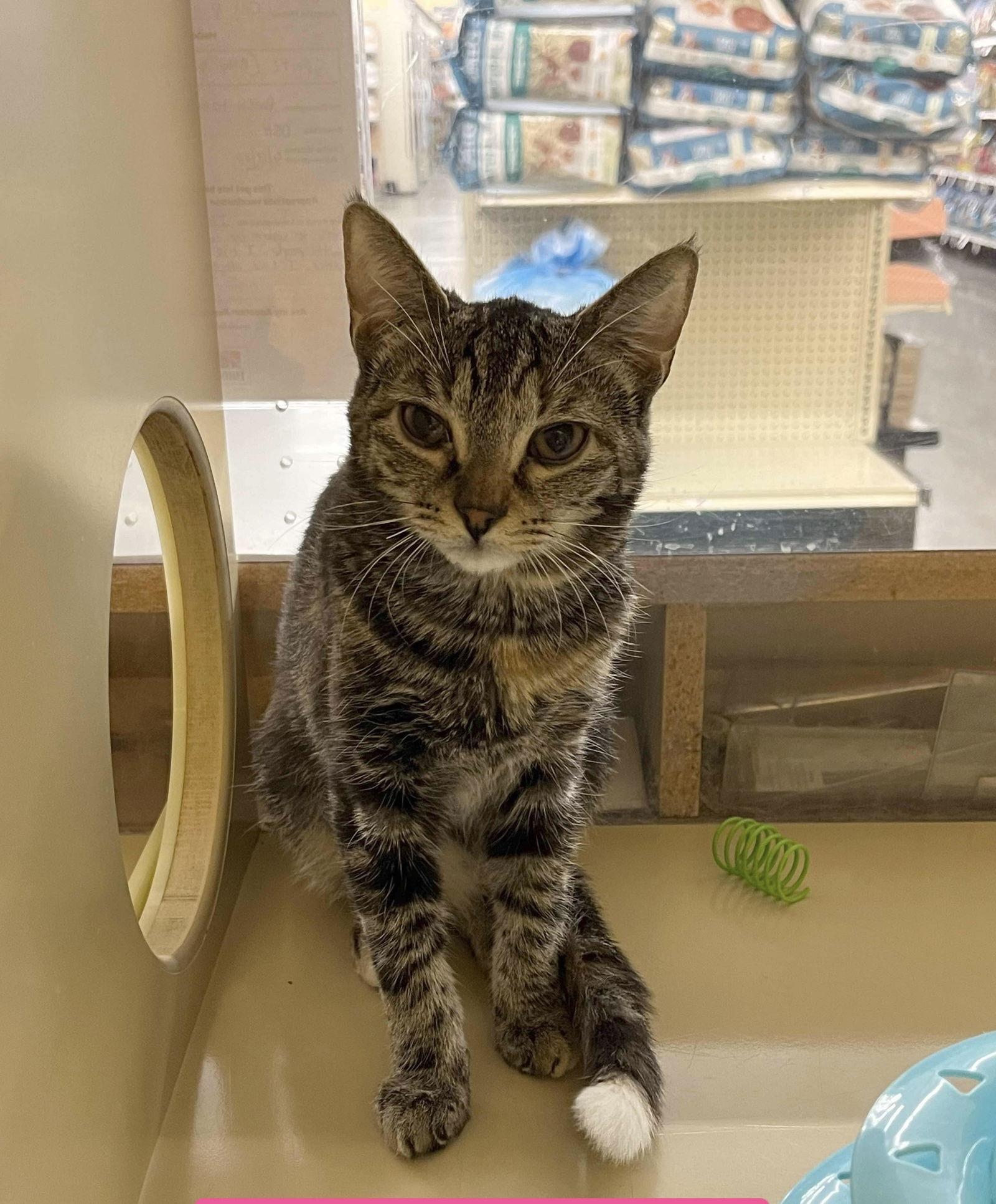 Spritz, a Adoptable Domestic Short Hair in Camden, SC image 3/3