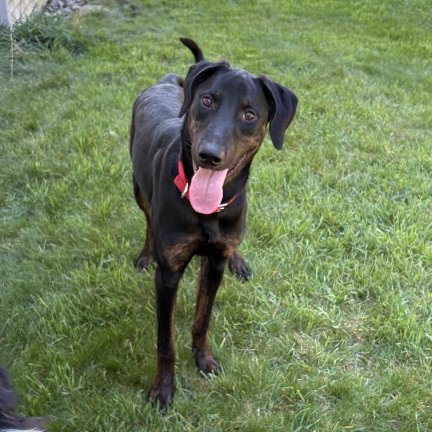 Benji, Adoptable, Young Male Doberman Pinscher.