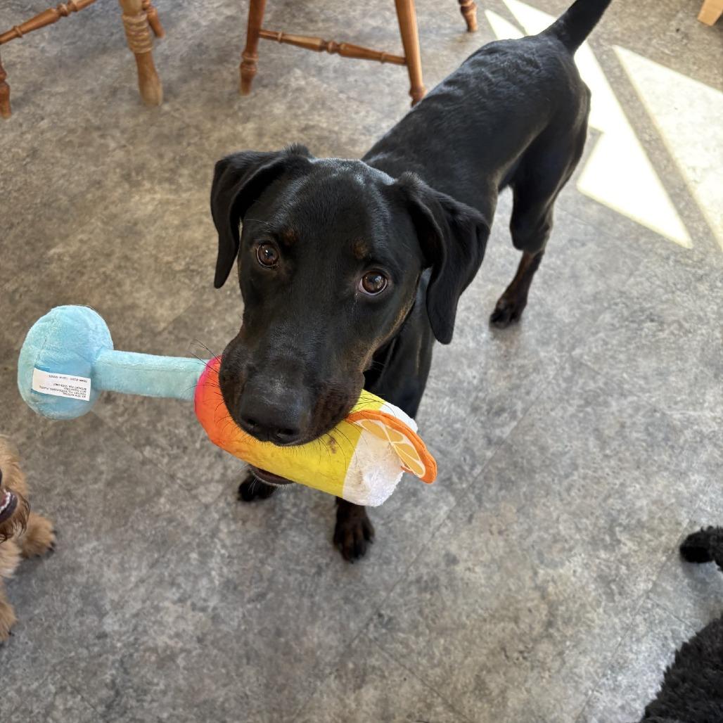 Enlarge Benji, a Adoptable Doberman Pinscher in Priest River, ID image 3/3