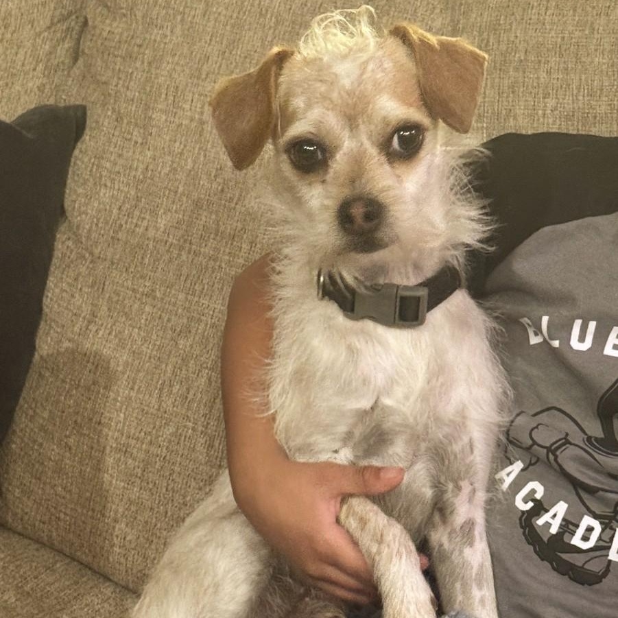 Hamish, ADOPTABLE, Young Male Terrier & Chihuahua.