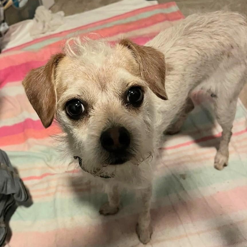 Enlarge Hamish, an adopted mixed breed in PINON HILLS, CA image 2/5