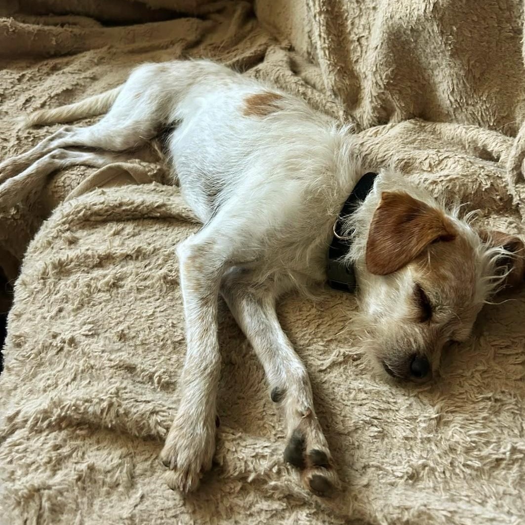 Enlarge Hamish, an adopted mixed breed in PINON HILLS, CA image 4/5