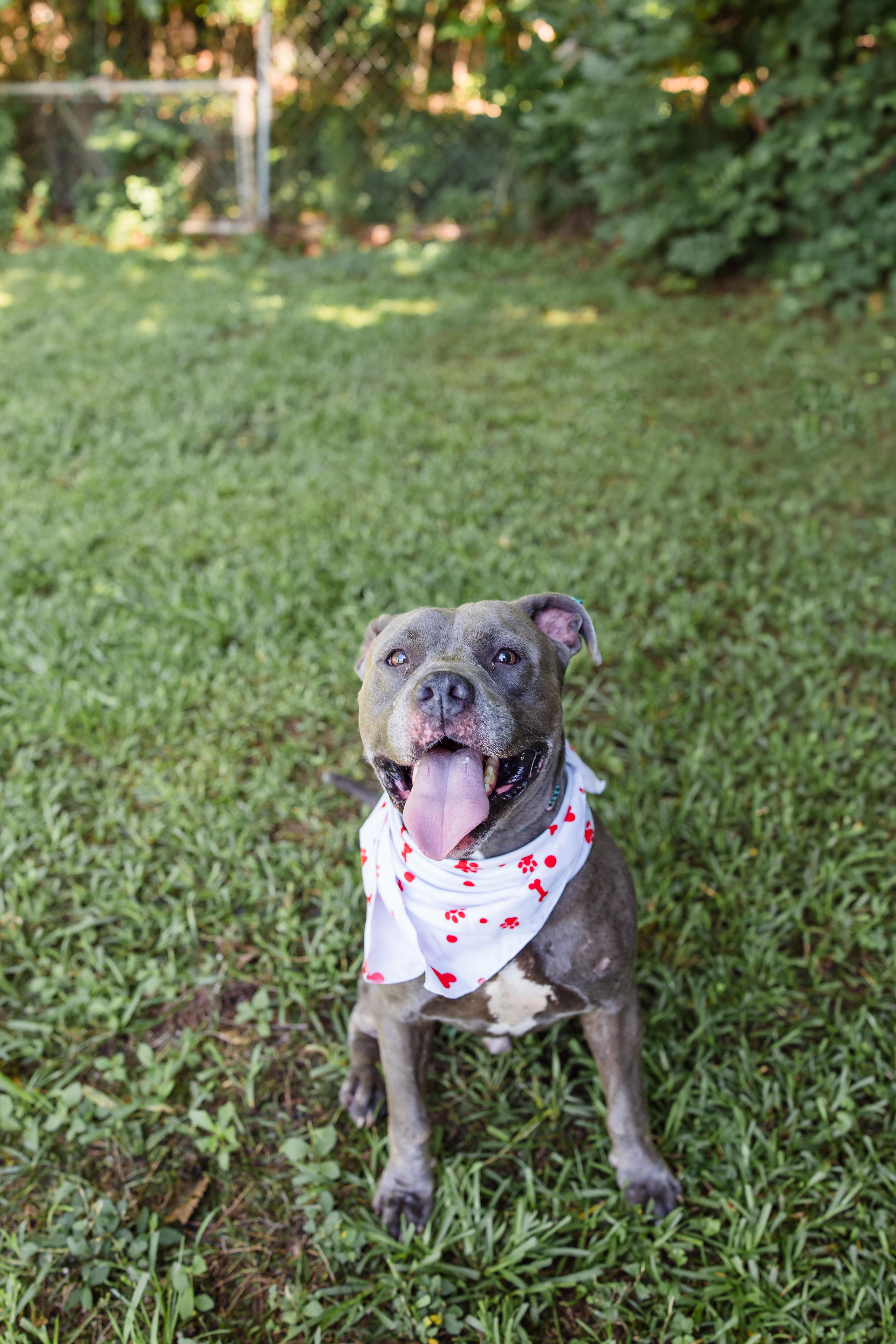 COLBALT, a ADOPTABLE American Staffordshire Terrier in Newborn, GA image 3/6