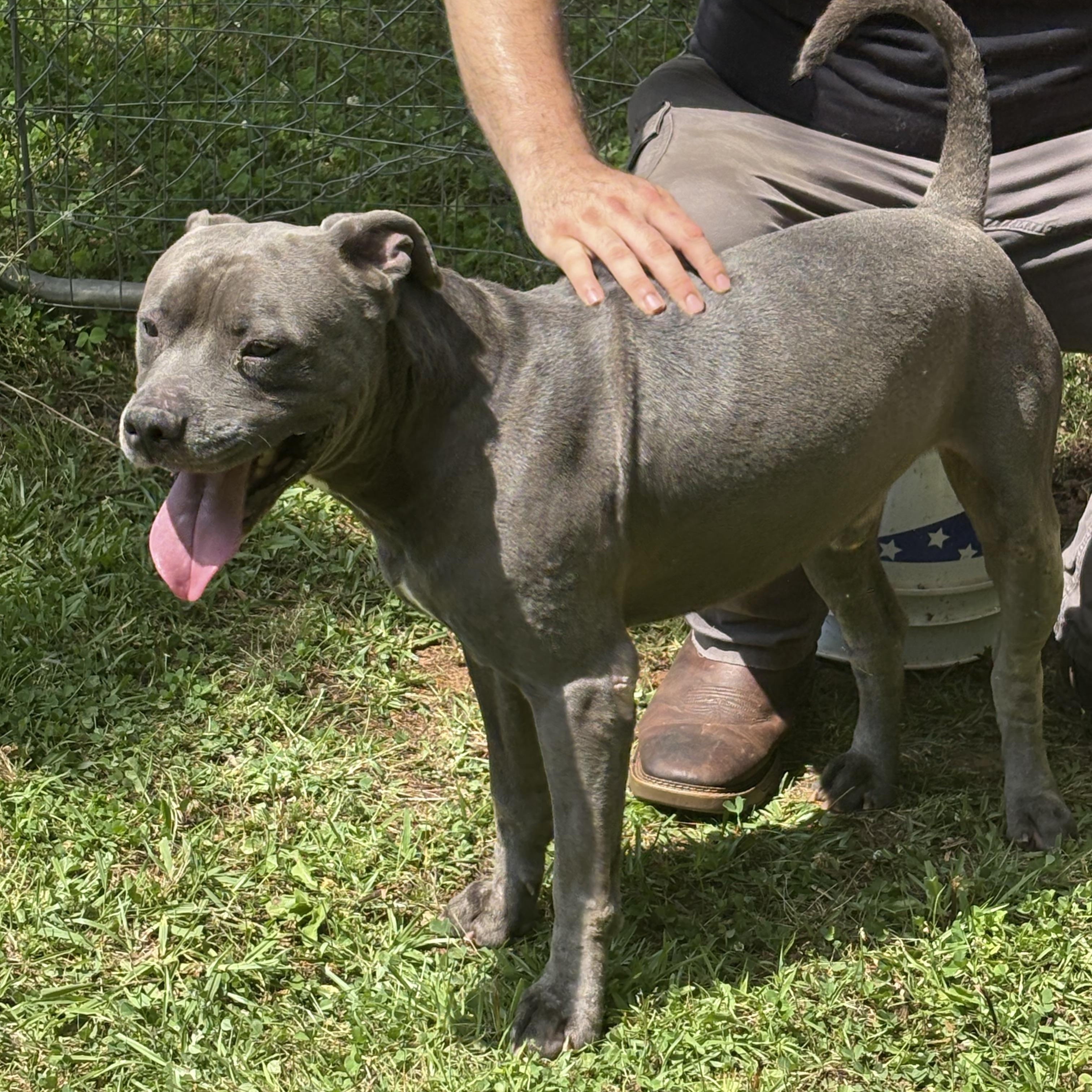 COLBALT, a ADOPTABLE American Staffordshire Terrier in Newborn, GA image 2/6