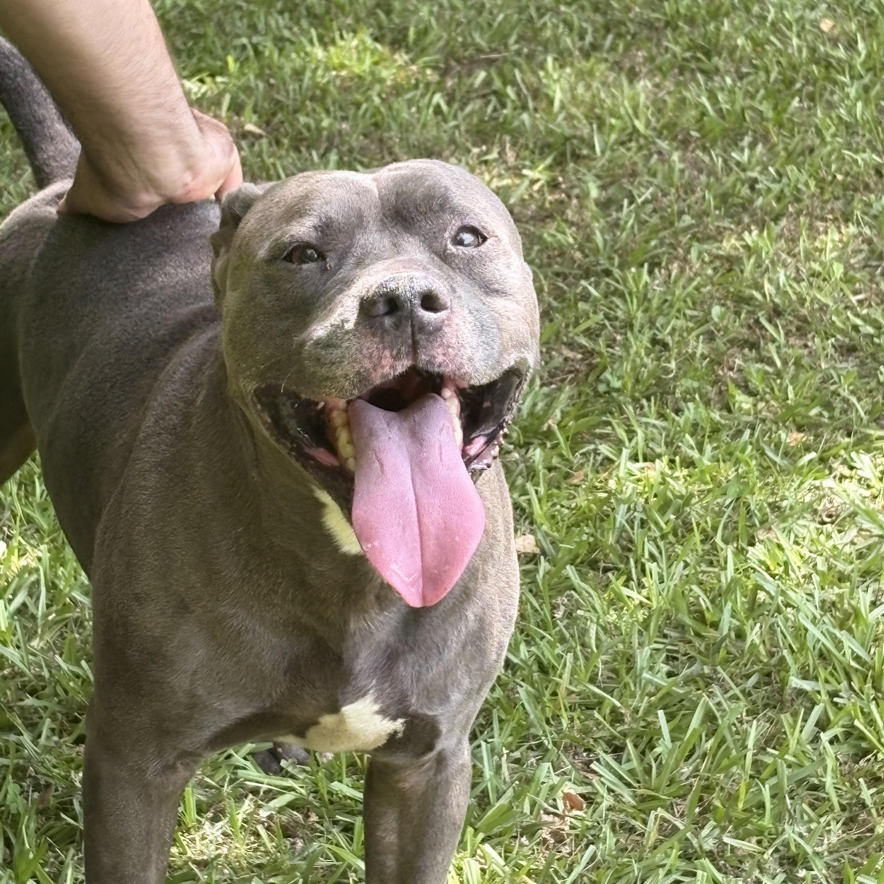 COLBALT, ADOPTABLE, Adult Male American Staffordshire Terrier.