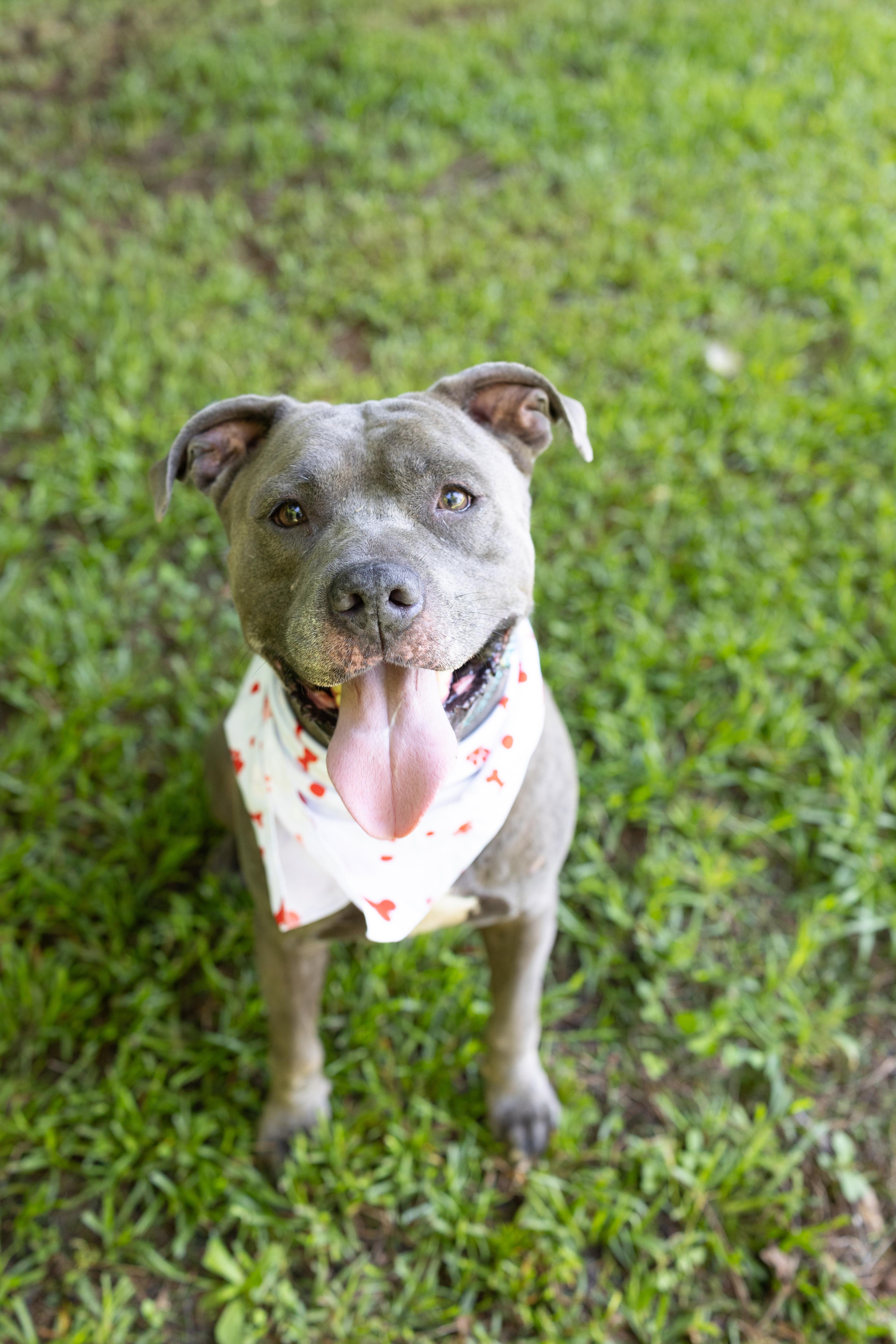 COLBALT, a ADOPTABLE American Staffordshire Terrier in Newborn, GA image 4/6