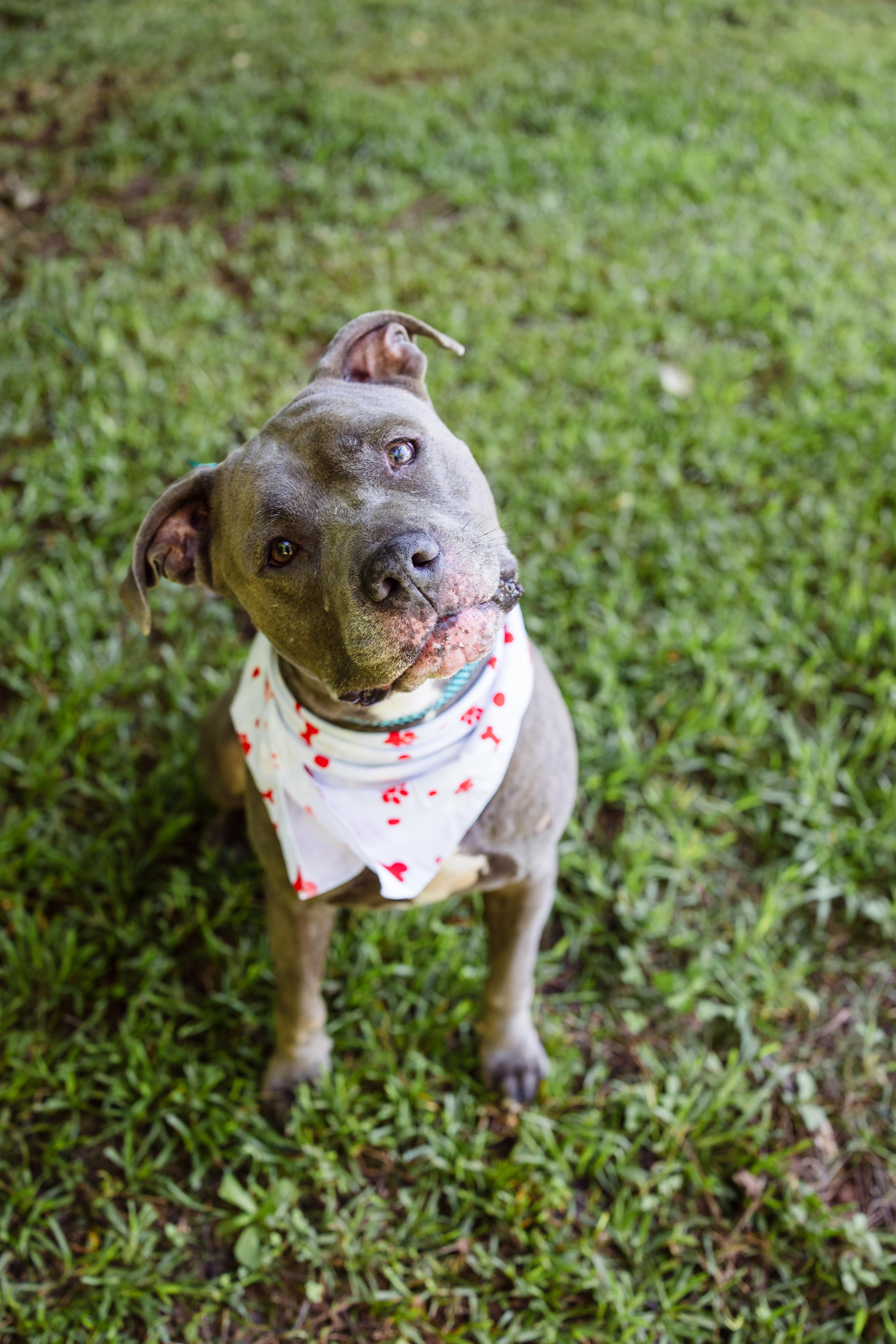 COLBALT, a ADOPTABLE American Staffordshire Terrier in Newborn, GA image 5/6
