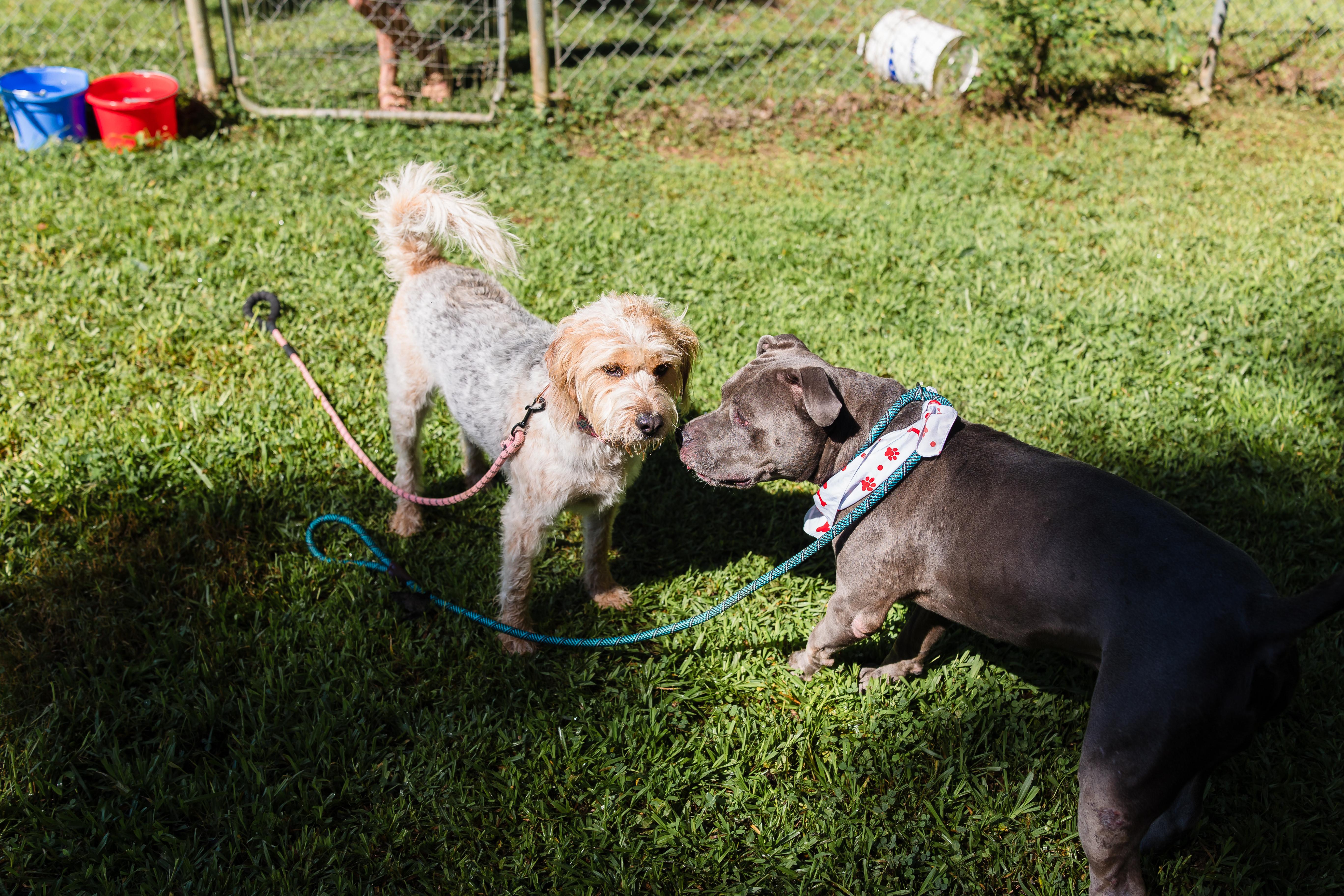 COLBALT, a ADOPTABLE American Staffordshire Terrier in Newborn, GA image 6/6