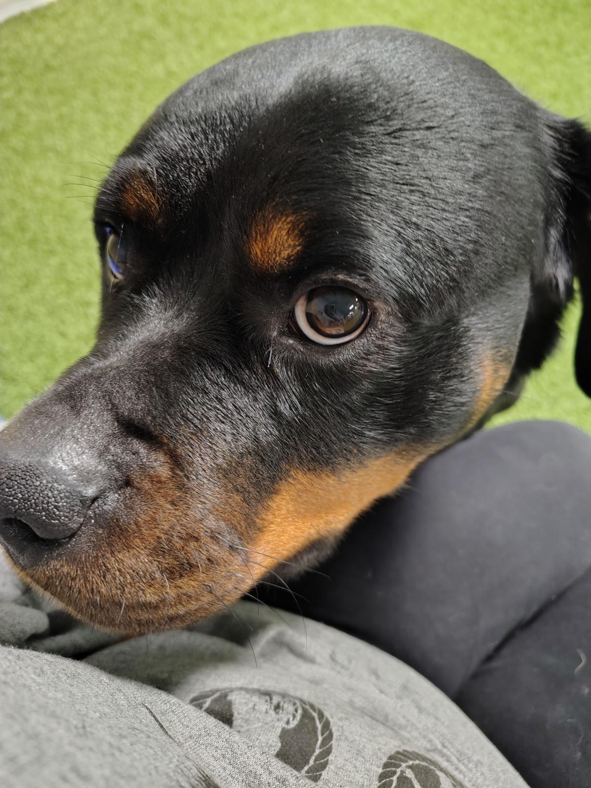 Embyr, Adopted, Adult Female Rottweiler.