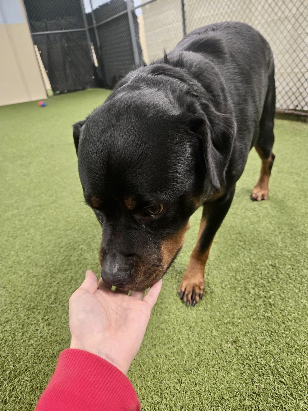 Enlarge Embyr, a Adopted Rottweiler in Lincoln, NE image 2/6