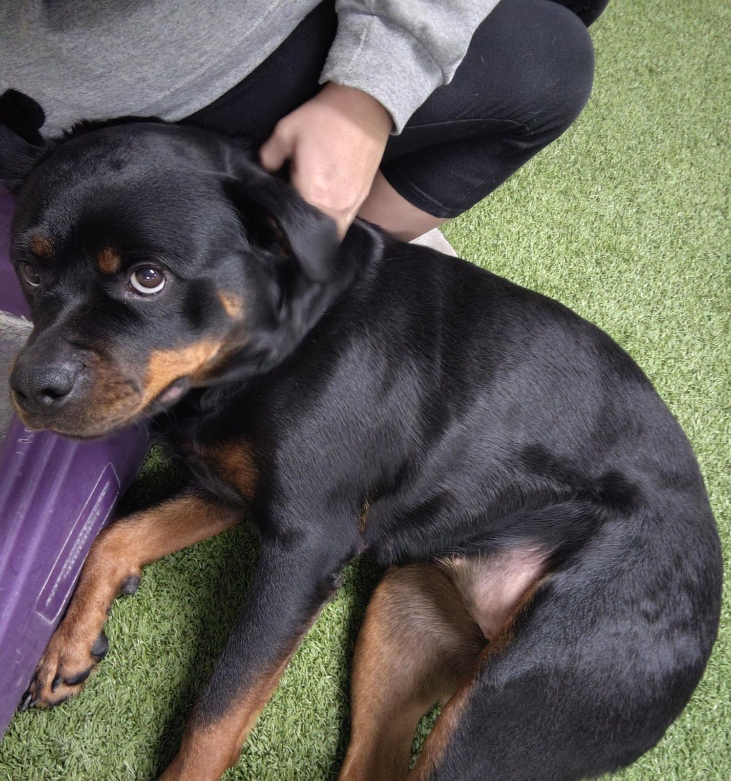 Enlarge Embyr, a Adopted Rottweiler in Lincoln, NE image 3/6