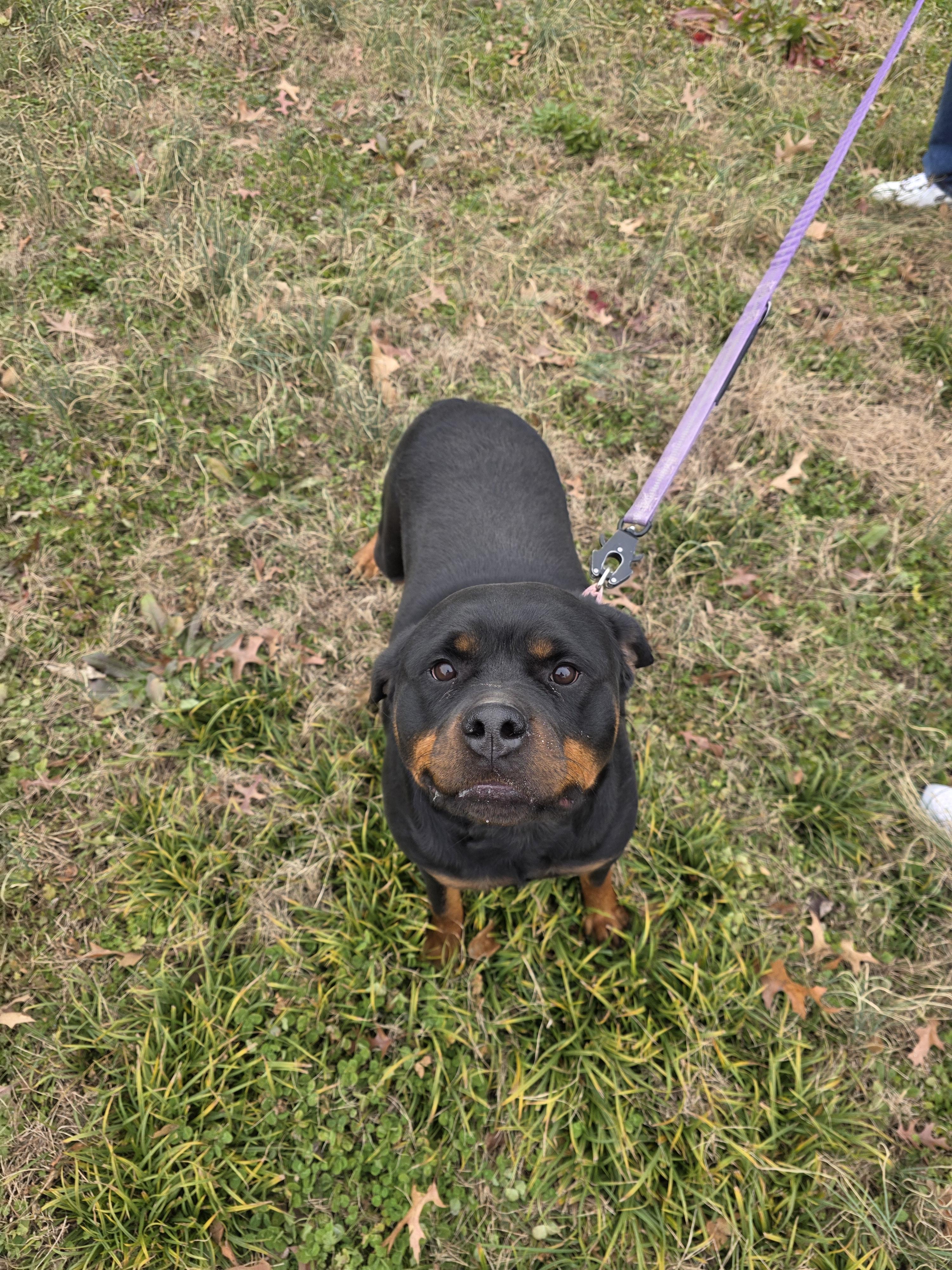 Enlarge Embyr, a Adopted Rottweiler in Lincoln, NE image 4/6
