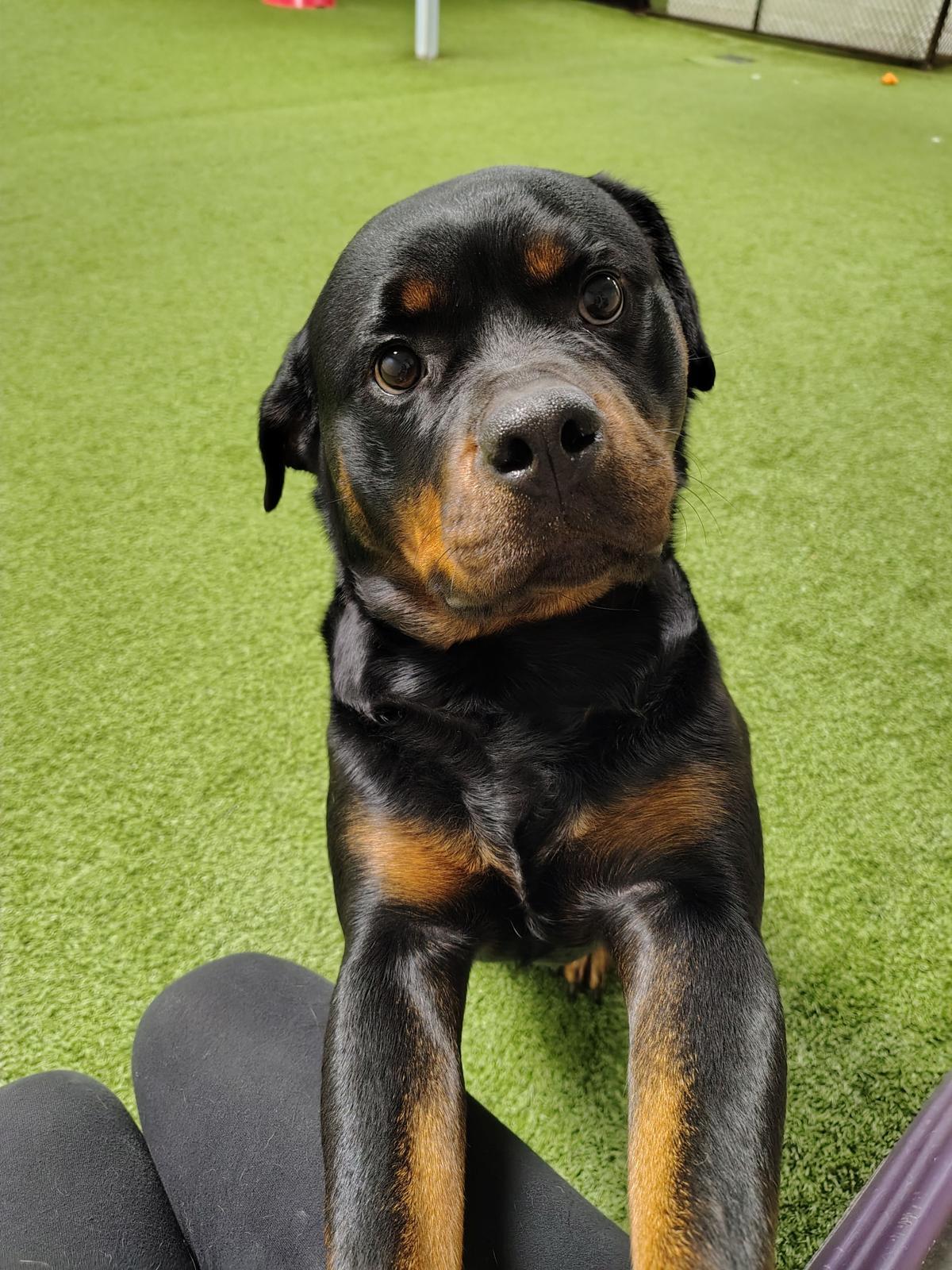 Enlarge Embyr, a Adopted Rottweiler in Lincoln, NE image 5/6