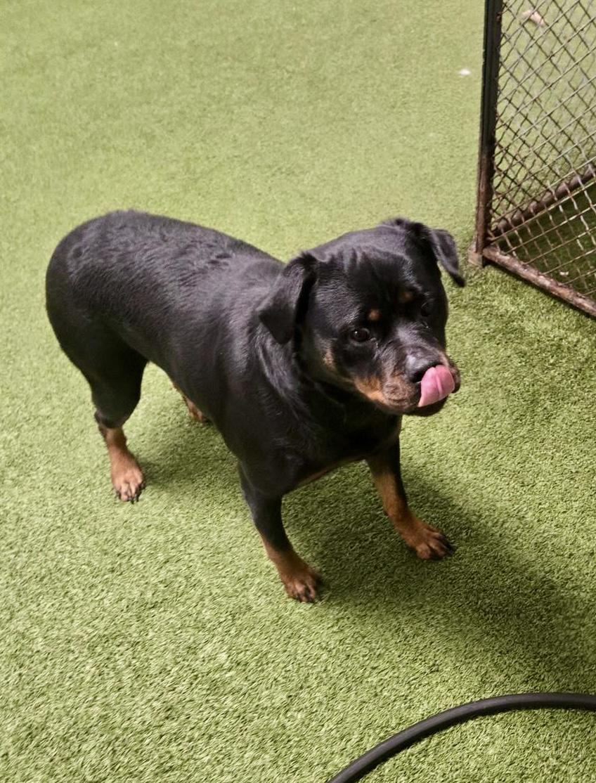 Enlarge Embyr, a Adopted Rottweiler in Lincoln, NE image 6/6
