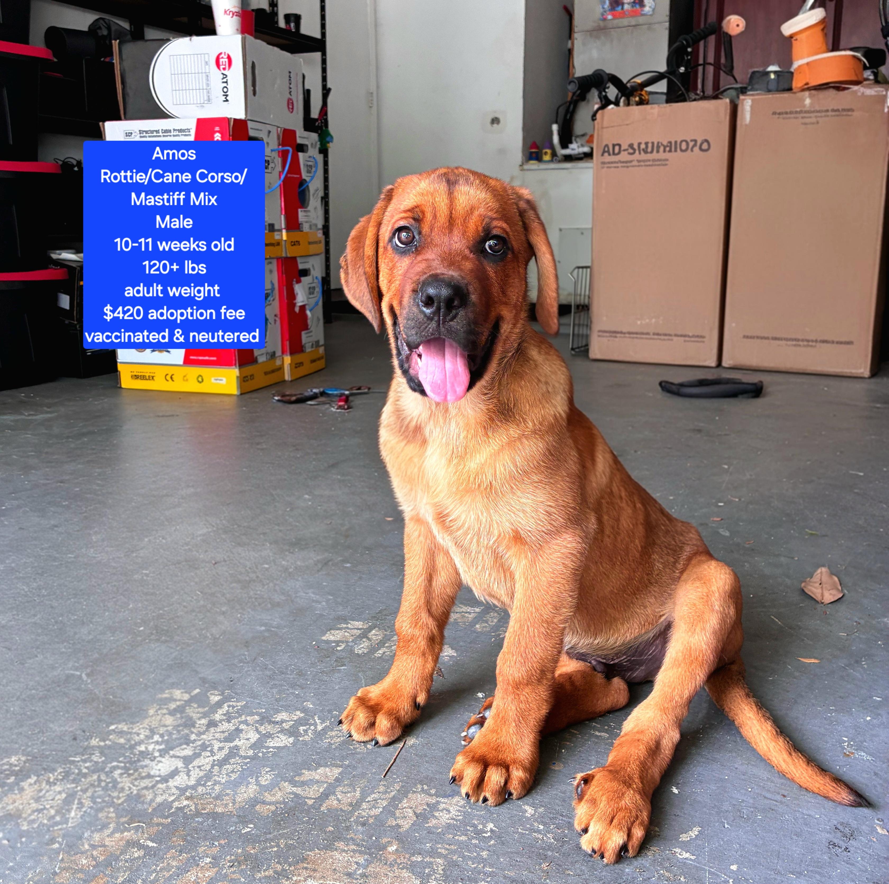Amos, adopted, Puppy Male Mastiff & Cane Corso.