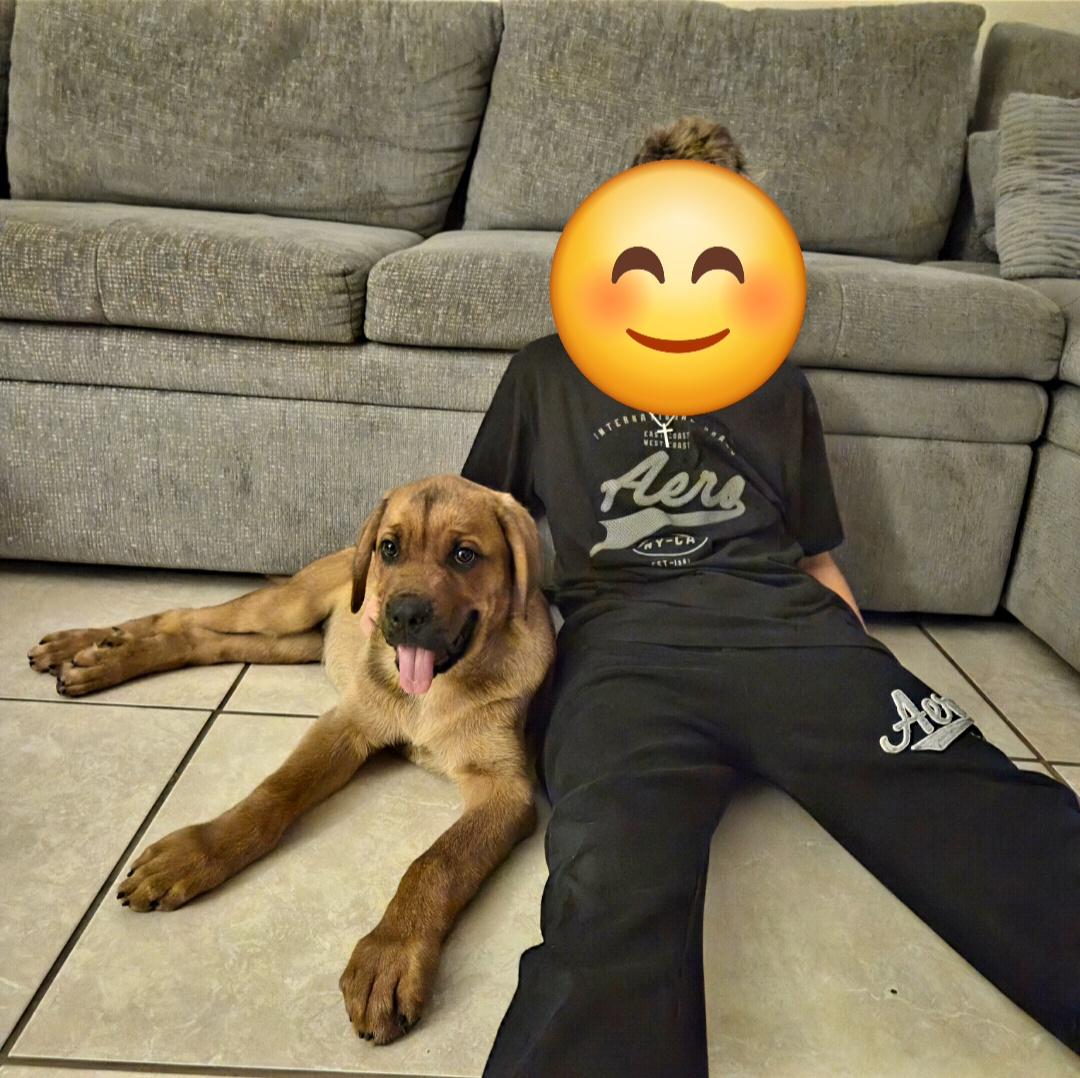Enlarge Amos, an adopted mixed breed in Oviedo, FL image 2/2