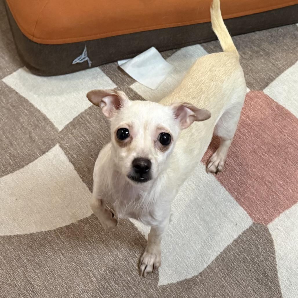 Enlarge Nilla, an adopted mixed breed in Greensboro, NC image 3/5