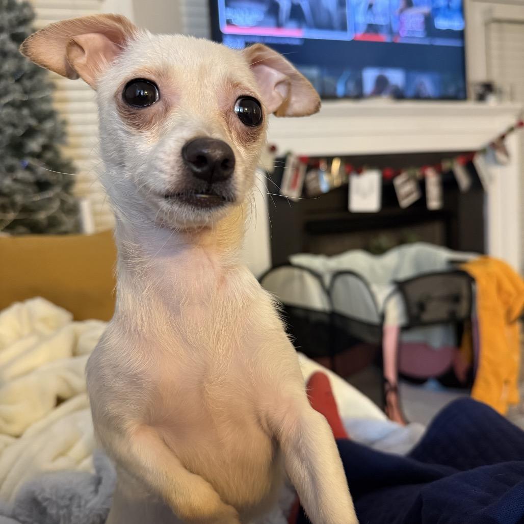 Nilla, adopted, Adult Female Chihuahua & Mixed Breed.