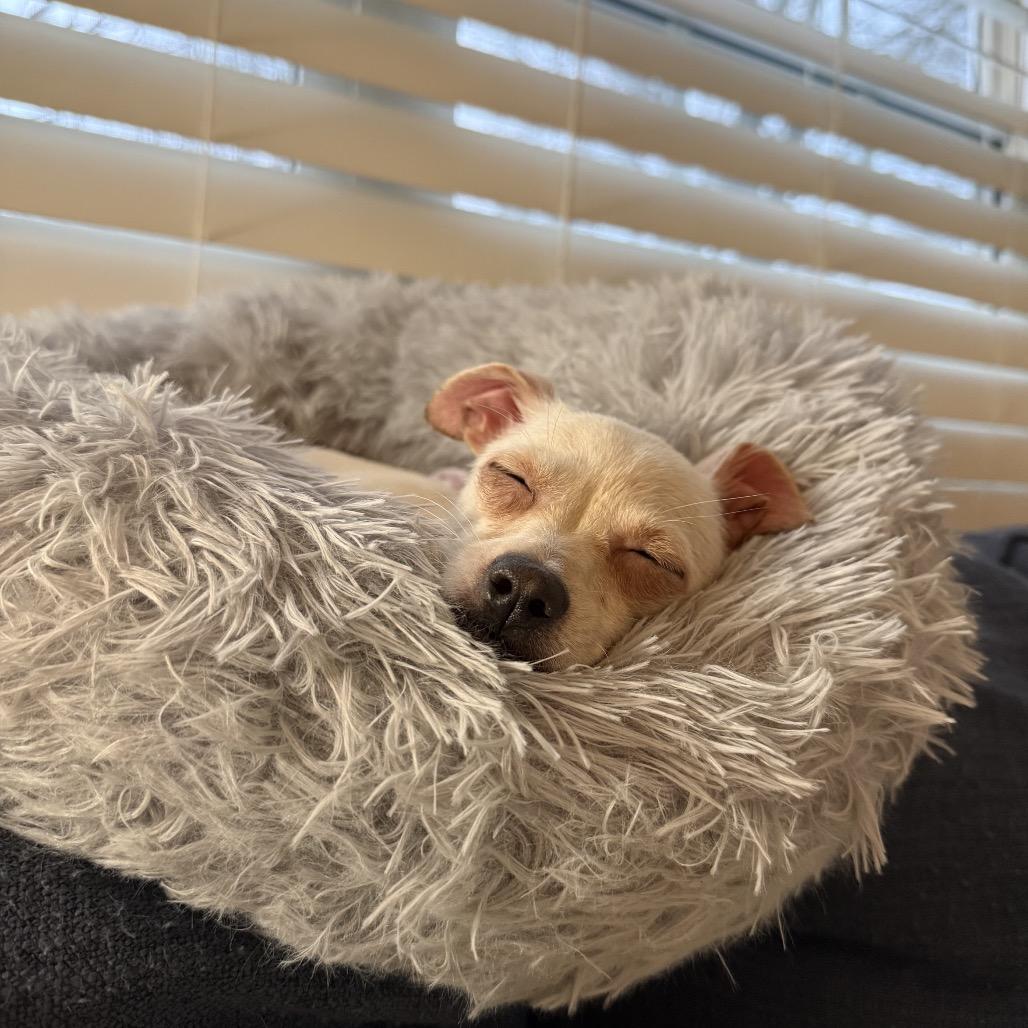 Enlarge Nilla, an adopted mixed breed in Greensboro, NC image 5/5