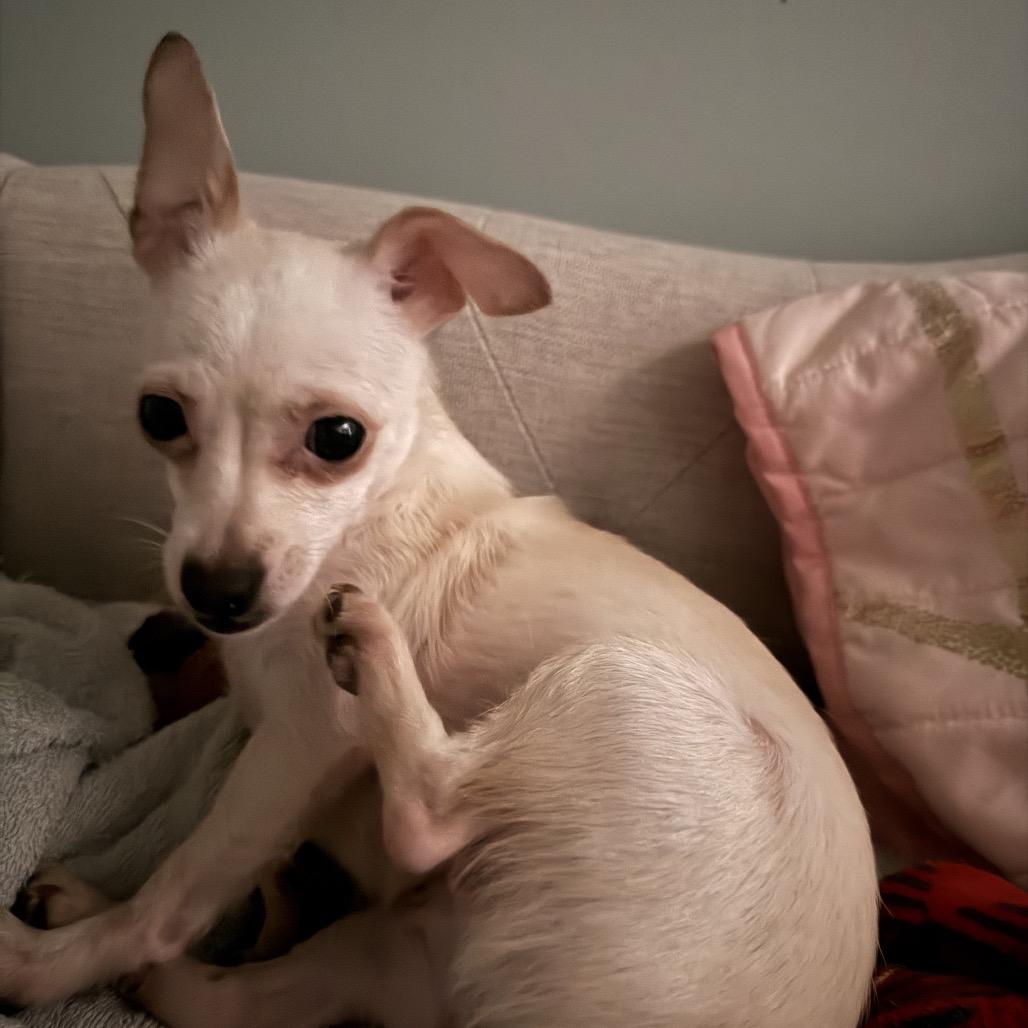 Enlarge Nilla, an adopted mixed breed in Greensboro, NC image 2/5