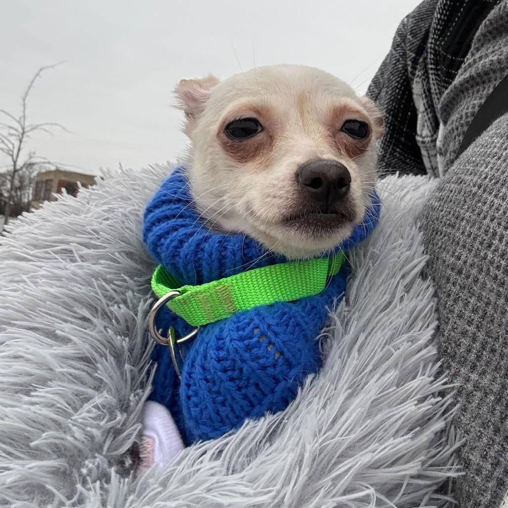 Enlarge Nilla, an adopted mixed breed in Greensboro, NC image 4/5