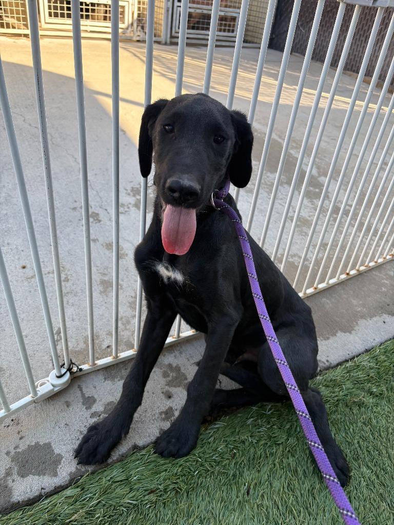 Enlarge Ravyn, a Adoptable mixed breed in Newman, CA image 1/2