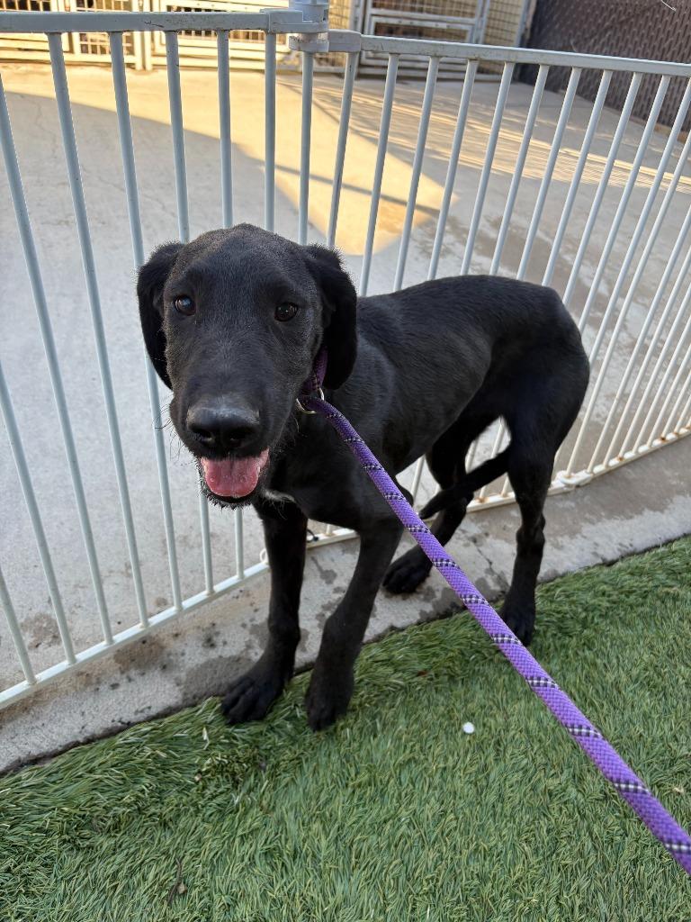 Enlarge Ravyn, a Adoptable mixed breed in Newman, CA image 2/2