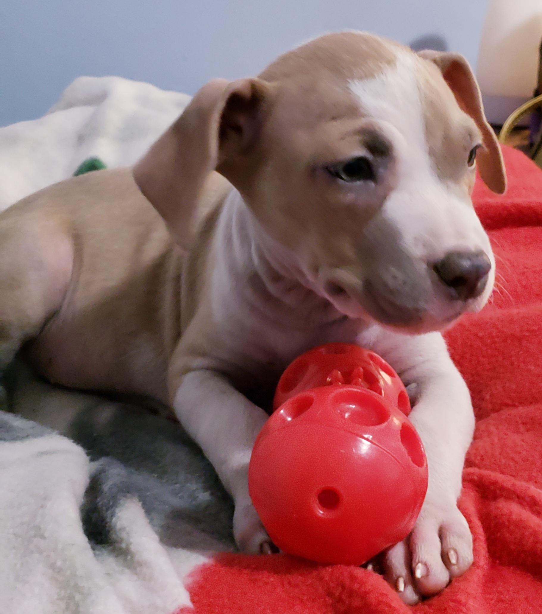 Brie, a ADOPTABLE mixed breed in Detroit, MI image 5/6