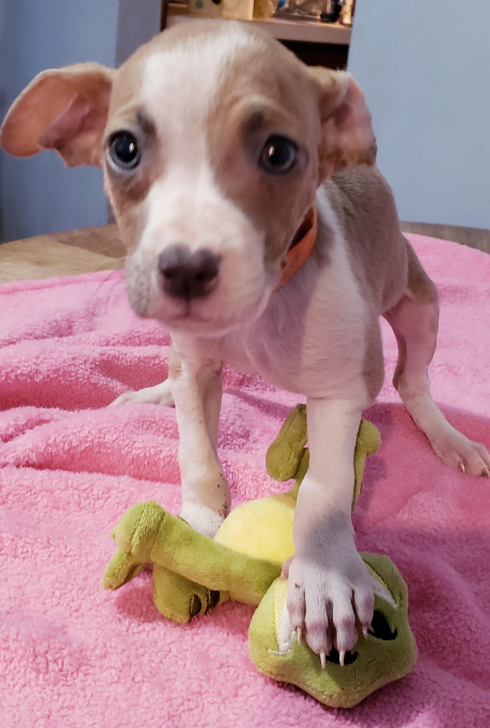 Brie, a ADOPTABLE mixed breed in Detroit, MI image 2/6