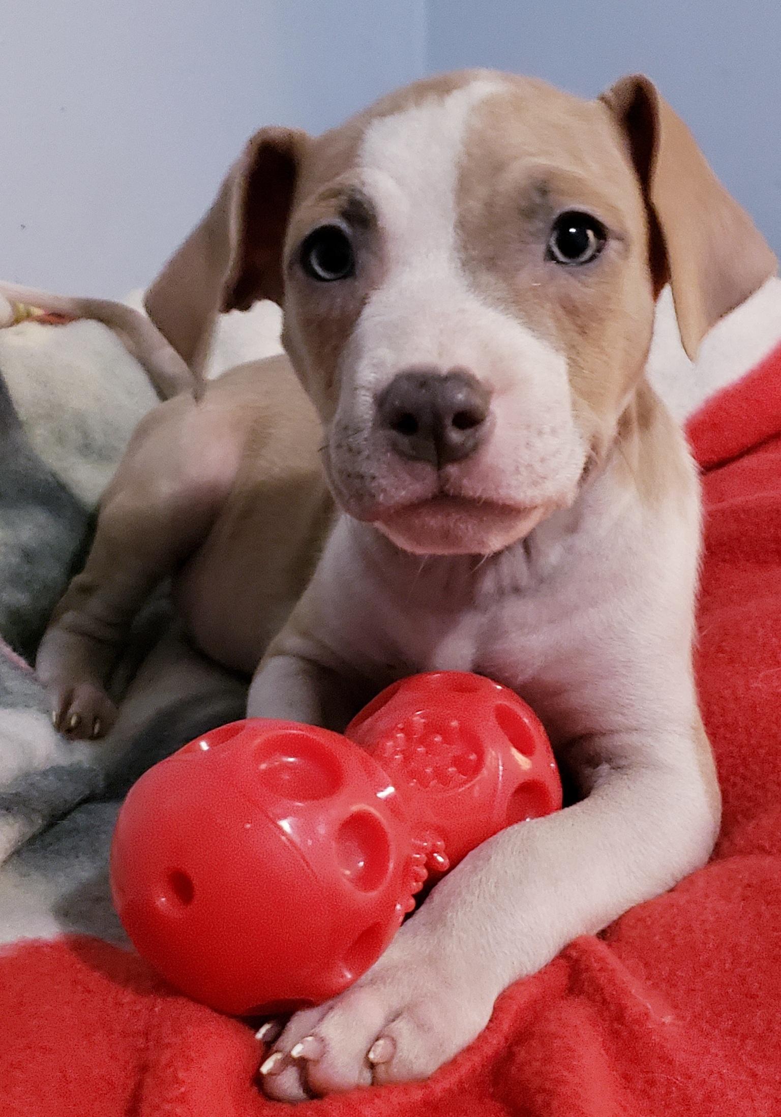 Brie, a ADOPTABLE mixed breed in Detroit, MI image 1/6