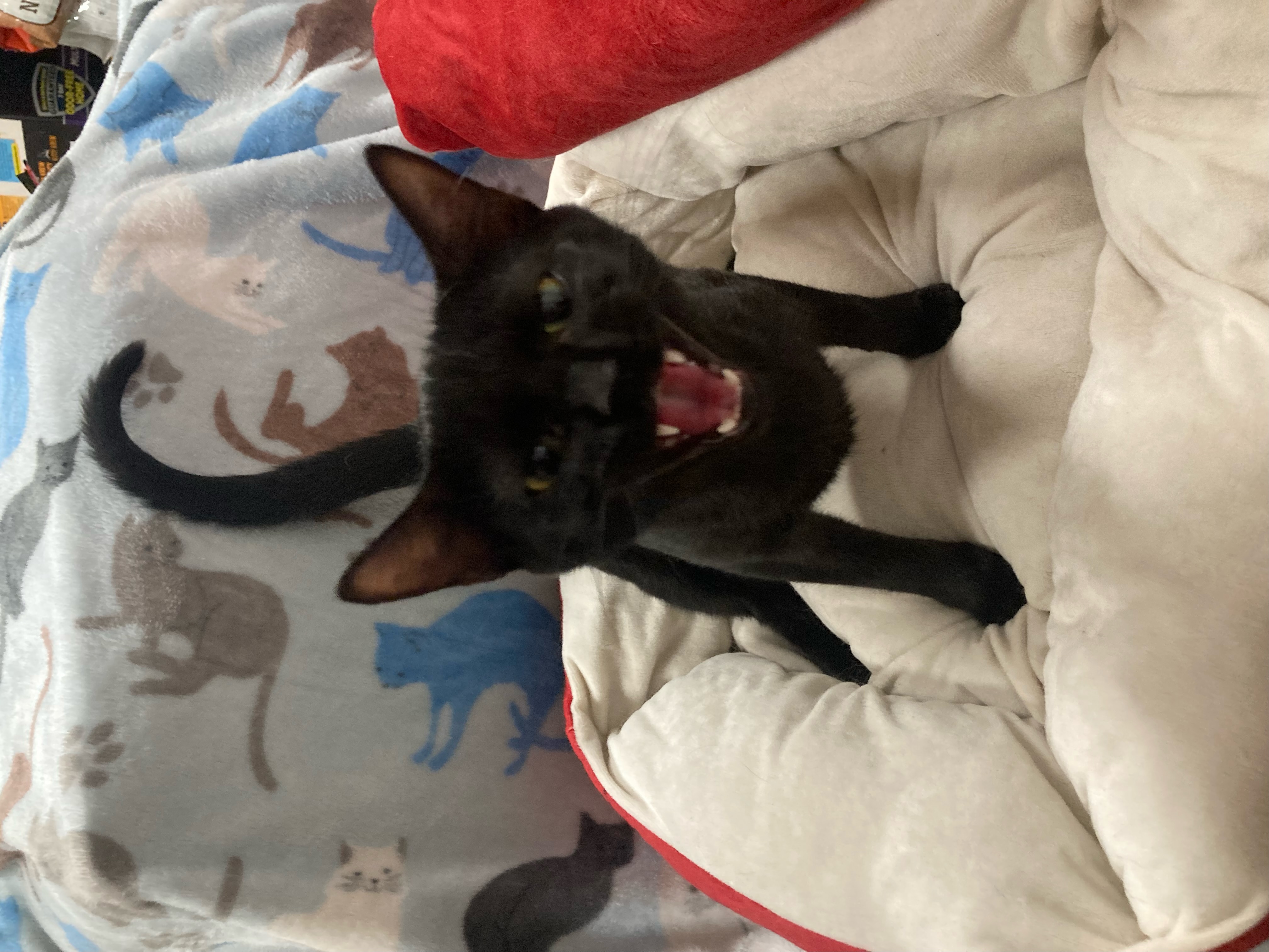 Clawdia, a Adoptable Domestic Short Hair in Johnston, RI image 3/4