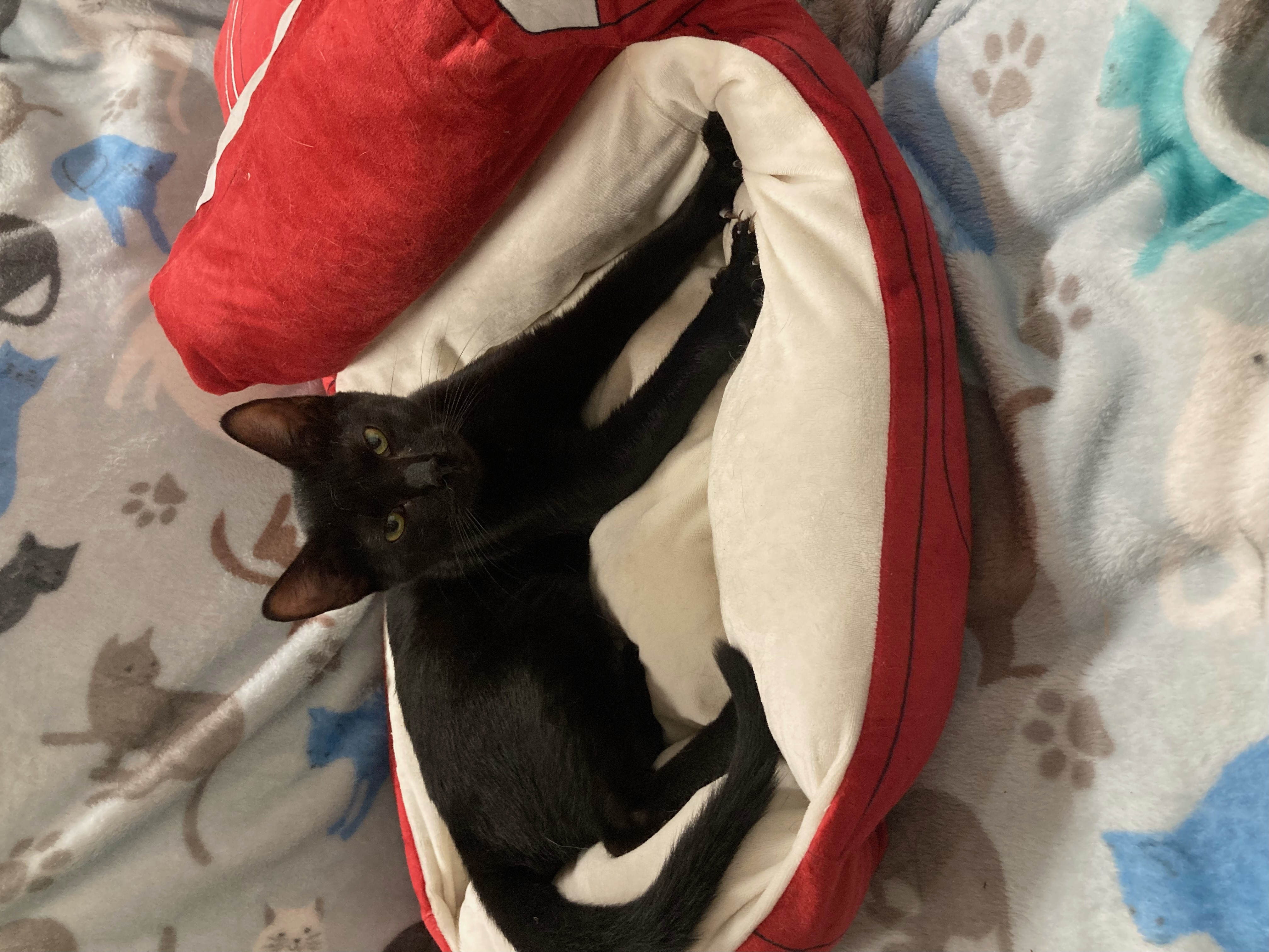 Clawdia, a Adoptable Domestic Short Hair in Johnston, RI image 1/4