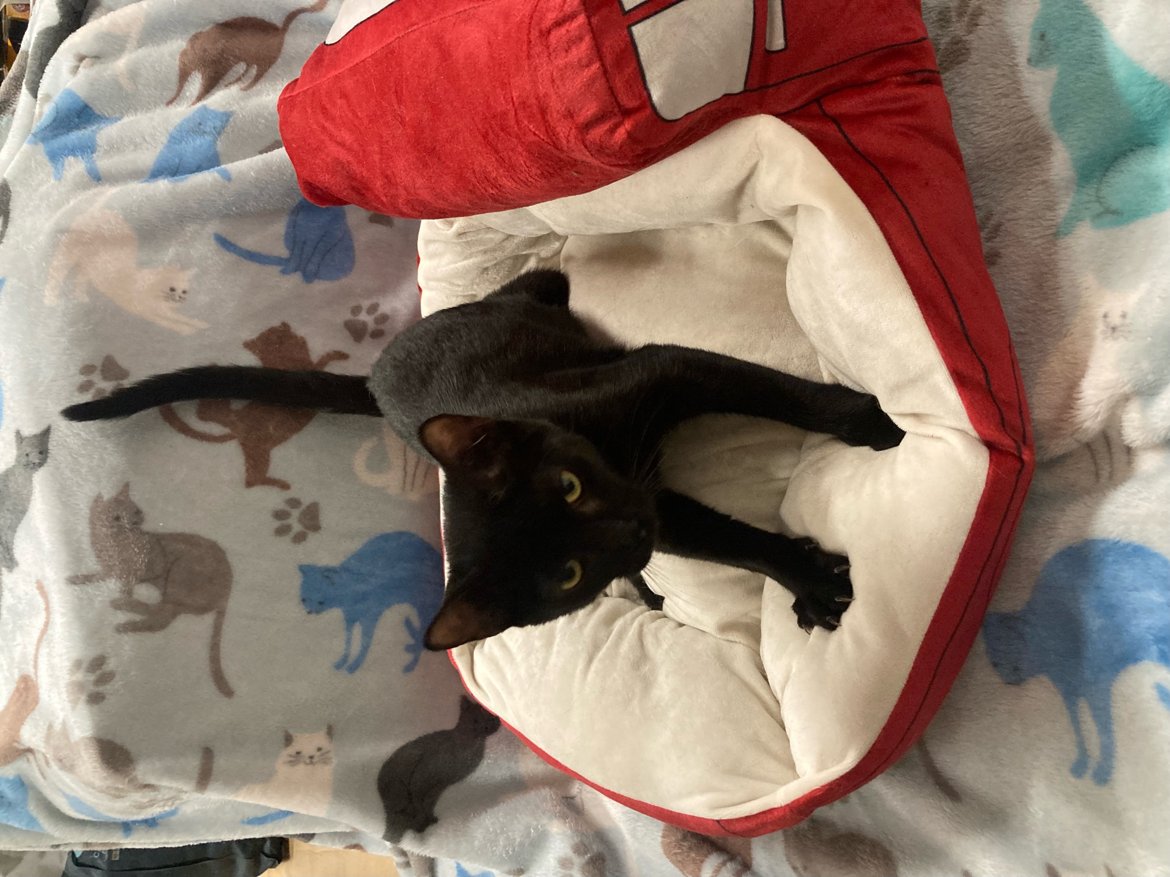 Clawdia, a Adoptable Domestic Short Hair in Johnston, RI image 4/4