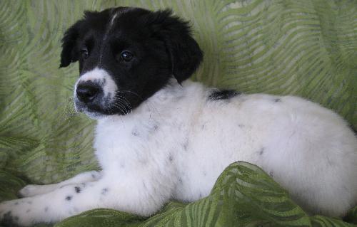 Enlarge Sonny, a Adopted mixed breed in Cuba, NY image 1/3