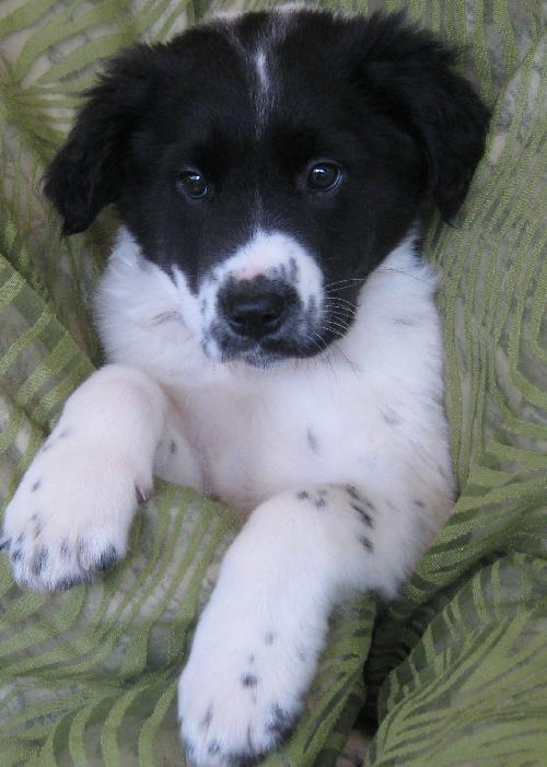 Enlarge Sonny, a Adopted mixed breed in Cuba, NY image 2/3