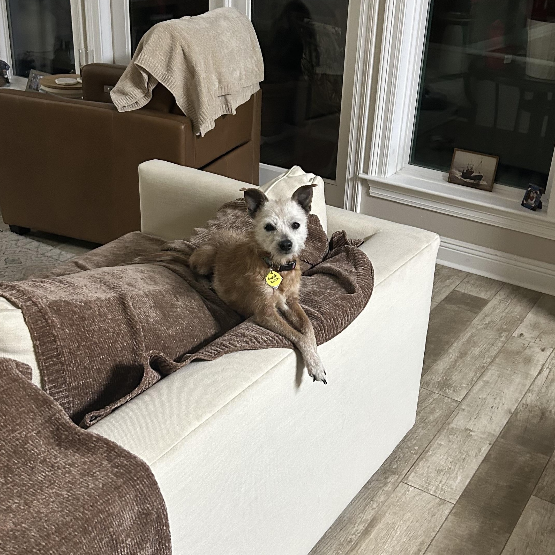 Enlarge Goldfish, a ADOPTABLE Terrier in New Orleans, LA image 4/5