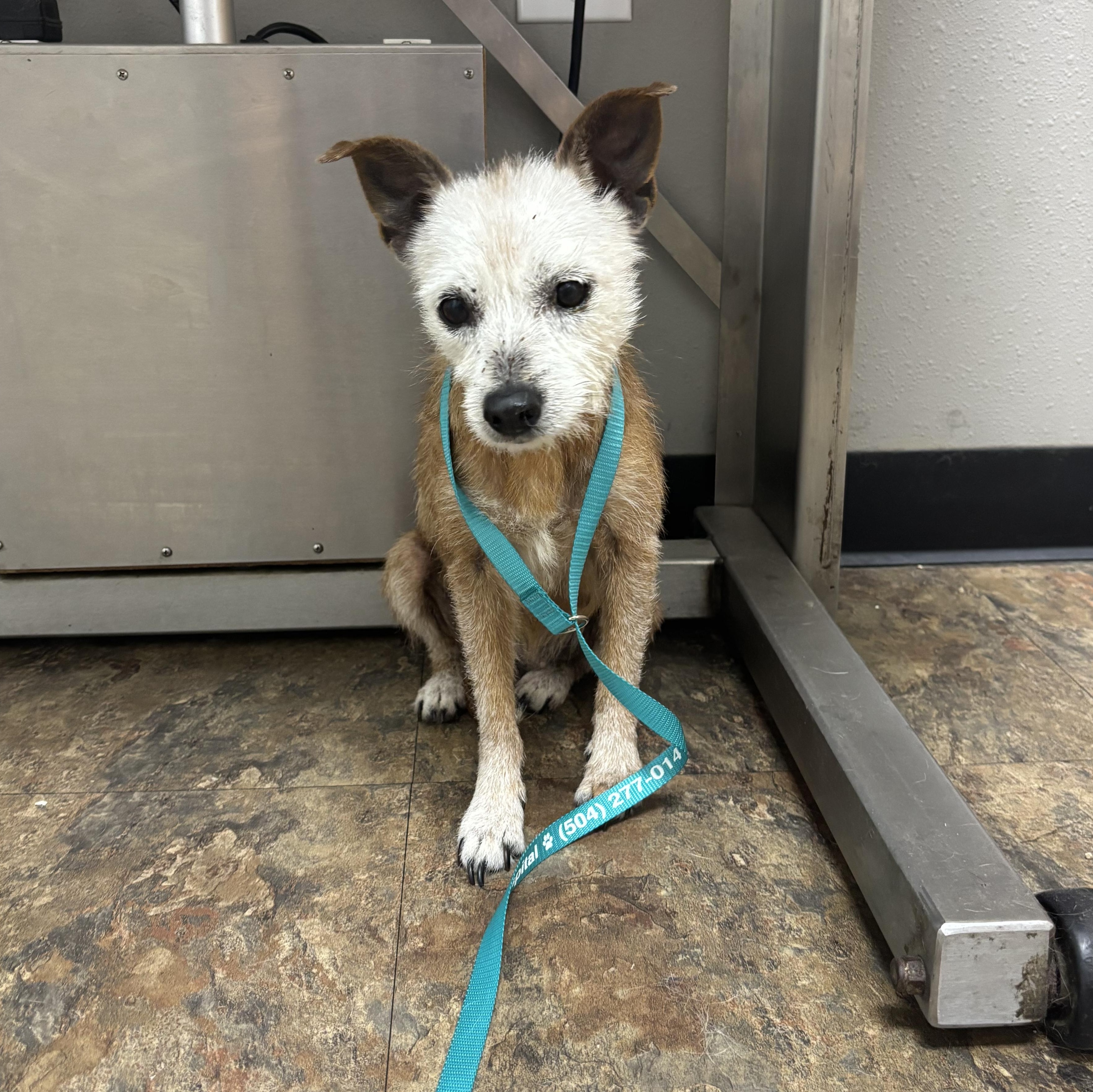 Enlarge Goldfish, a ADOPTABLE Terrier in New Orleans, LA image 3/5