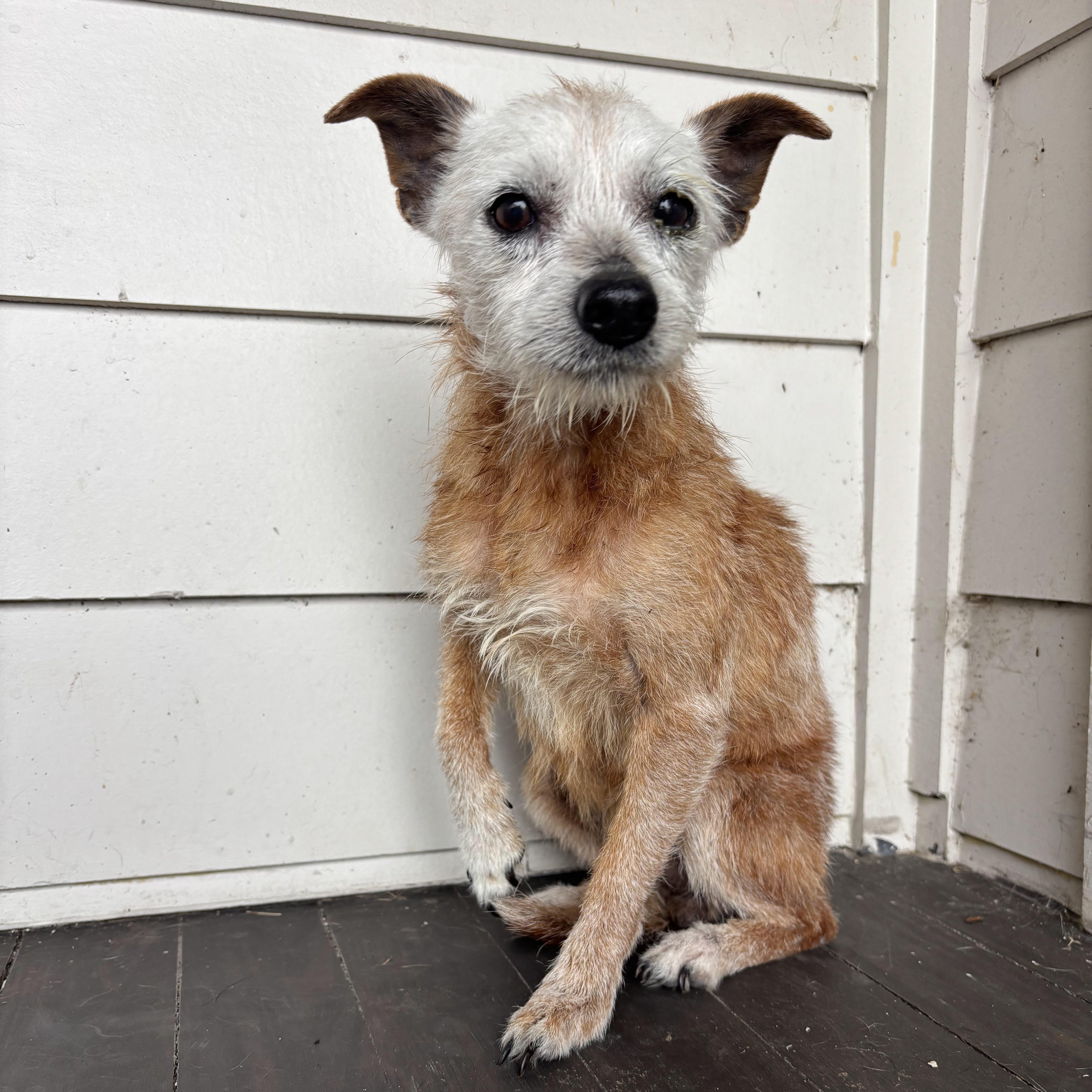 Enlarge Goldfish, a ADOPTABLE Terrier in New Orleans, LA image 1/5