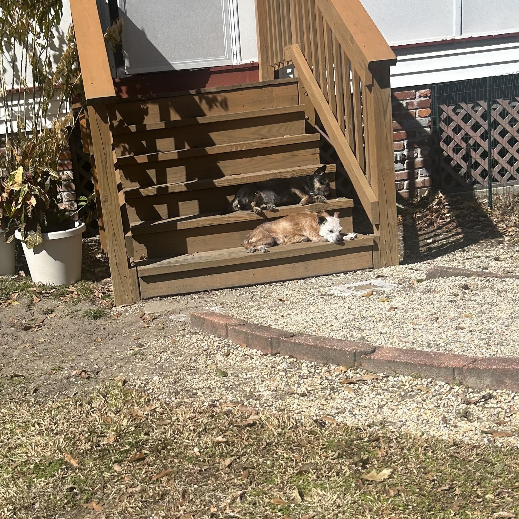 Enlarge Goldfish, a ADOPTABLE Terrier in New Orleans, LA image 5/5