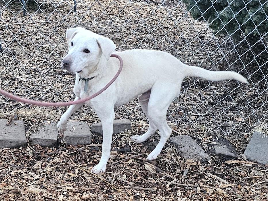 Enlarge Smiley, a ADOPTABLE mixed breed in Ringwood, NJ image 2/5