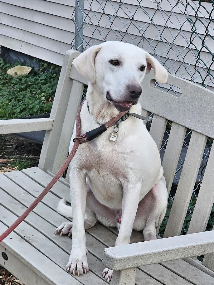 Enlarge Smiley, a ADOPTABLE mixed breed in Ringwood, NJ image 5/5
