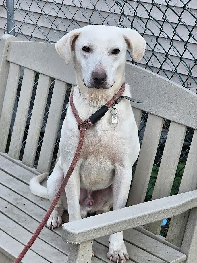 Smiley, ADOPTABLE, Adult Male Yellow Labrador Retriever.