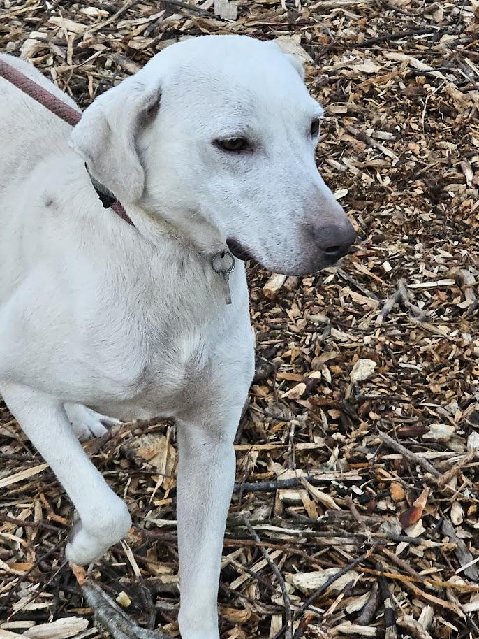Enlarge Smiley, a ADOPTABLE mixed breed in Ringwood, NJ image 4/5