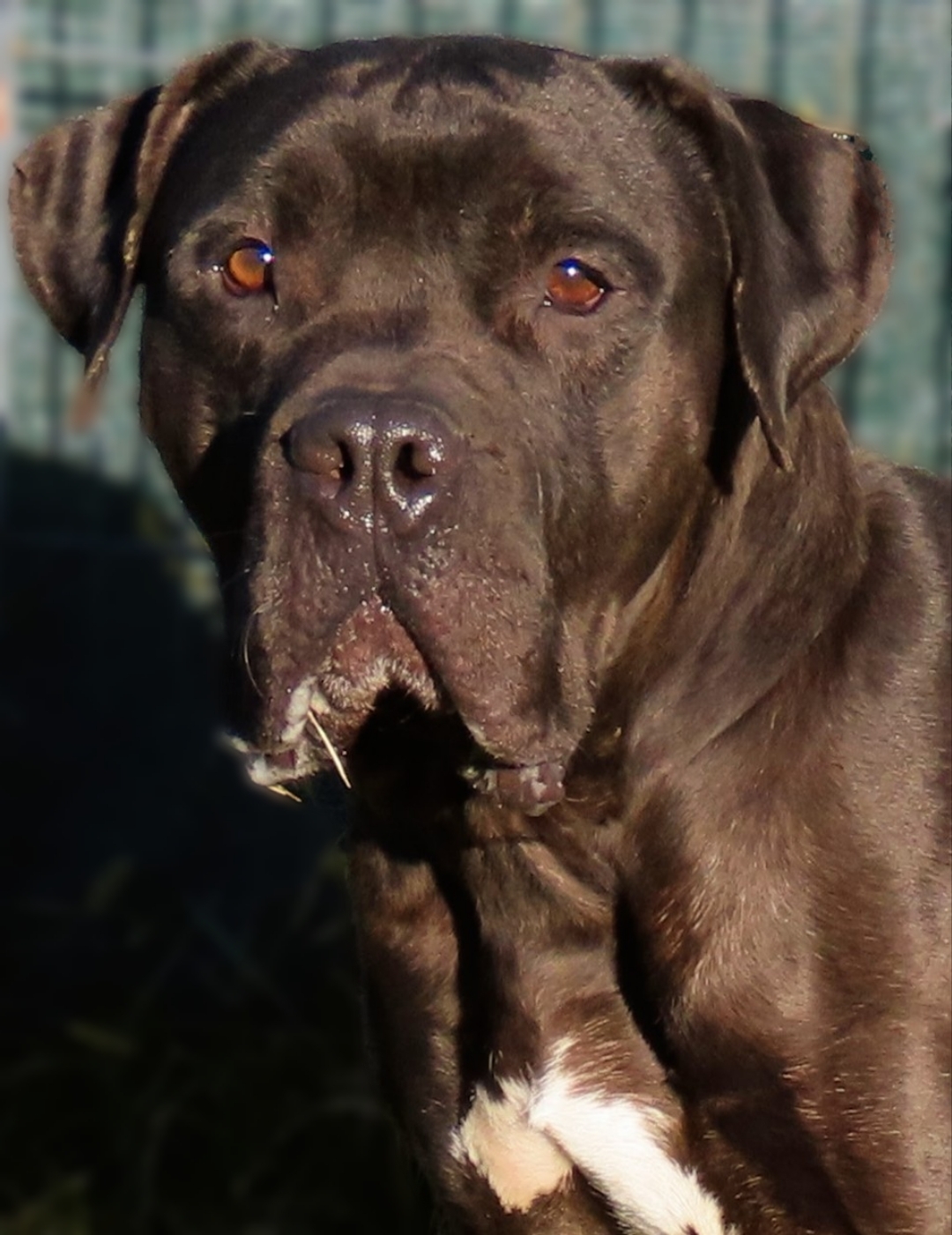 Enlarge 25-221 Norman, a Adoptable mixed breed in Amityville, NY image 3/6