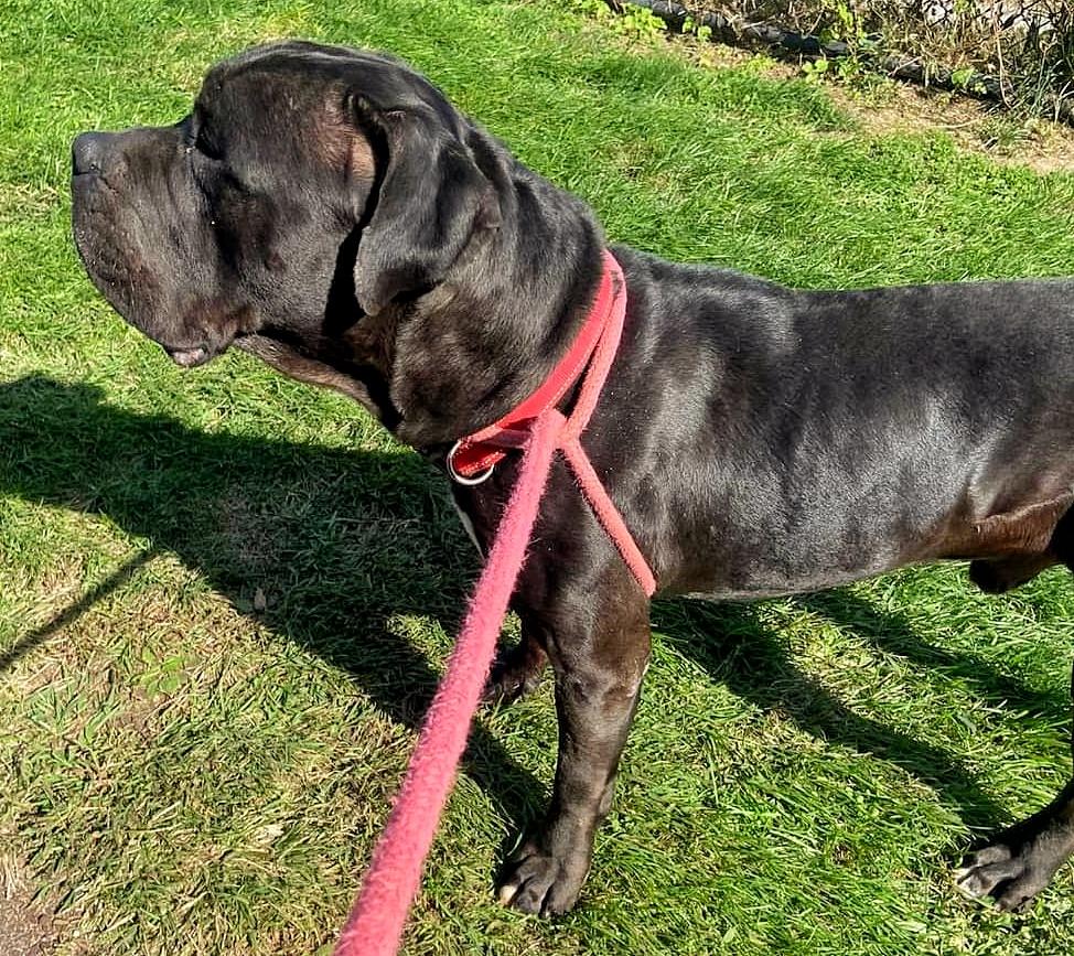 【即日発送】 a Norman, 25-221 - adoption for Dog Pit Cane & Terrier Bull トップス