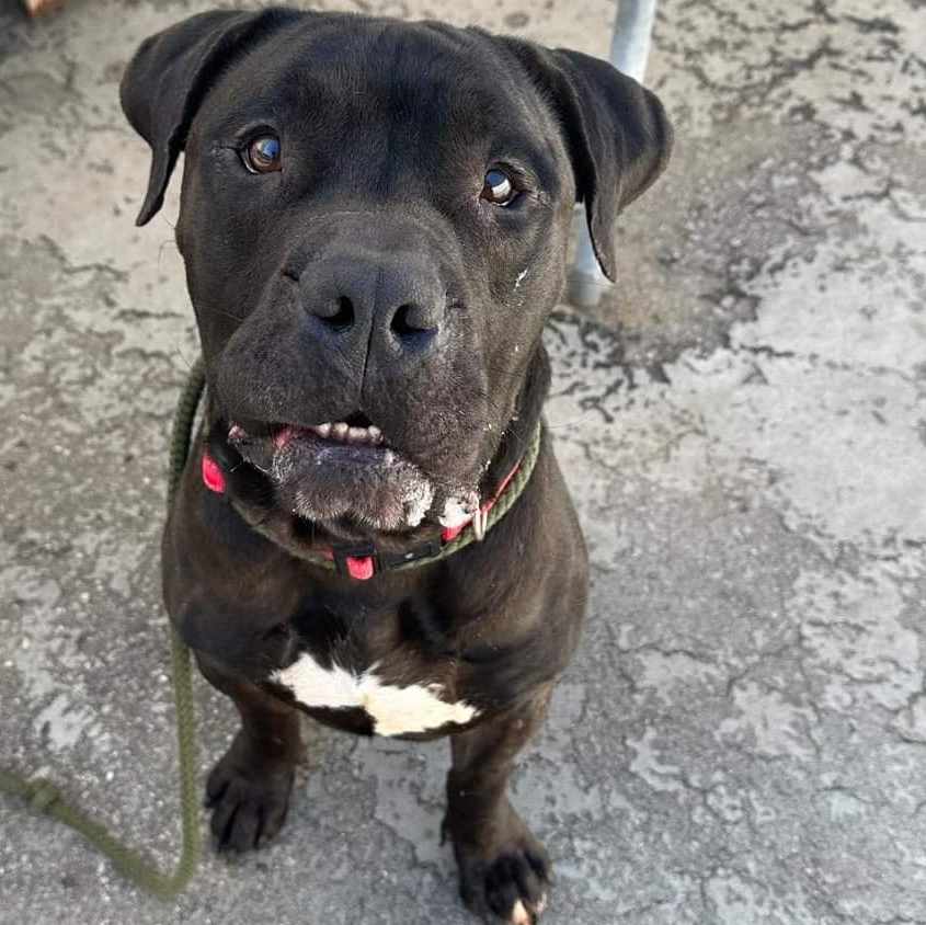 Enlarge 25-221 Norman, a Adoptable mixed breed in Amityville, NY image 6/6