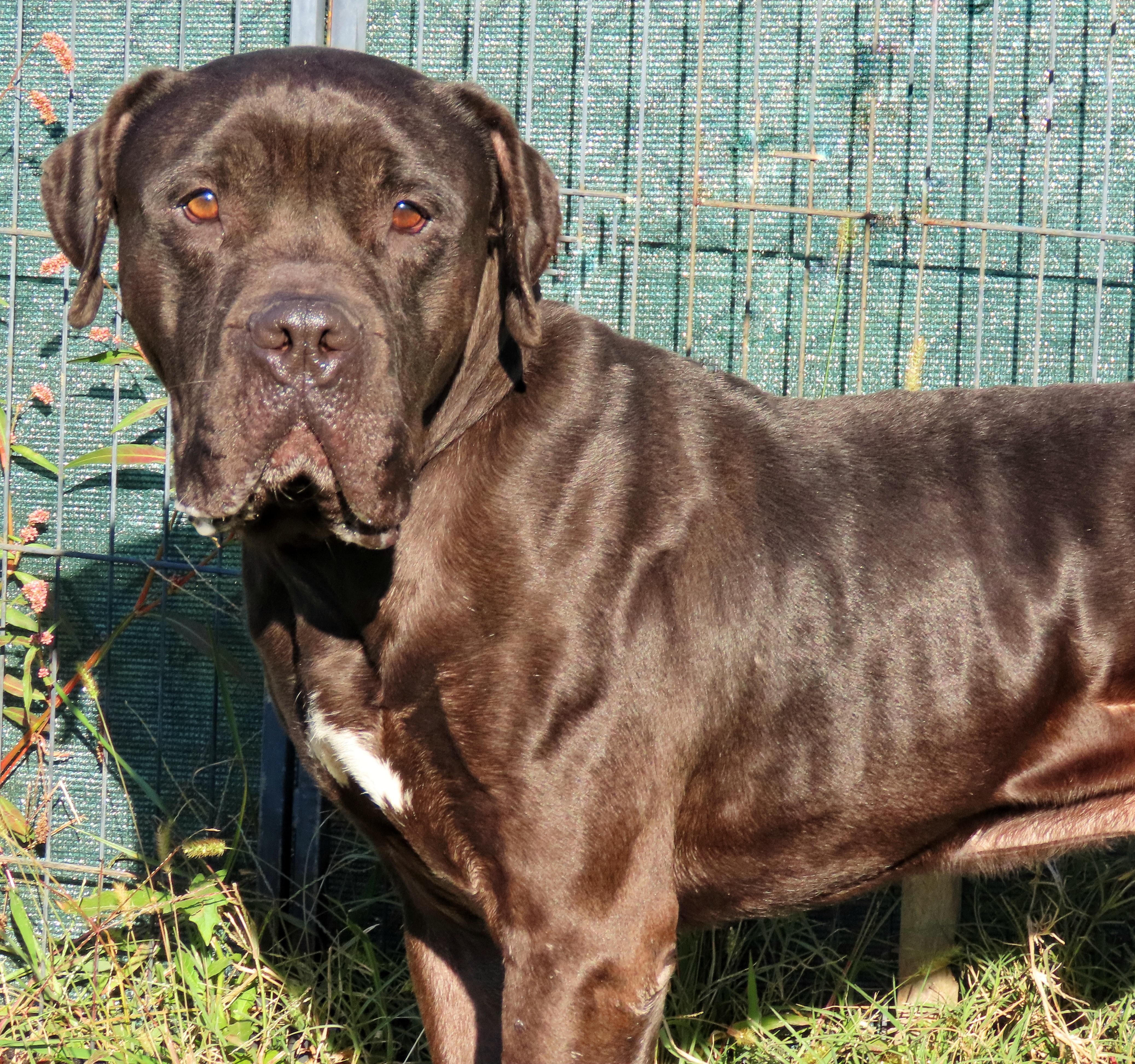 Enlarge 25-221 Norman, a Adoptable mixed breed in Amityville, NY image 2/6