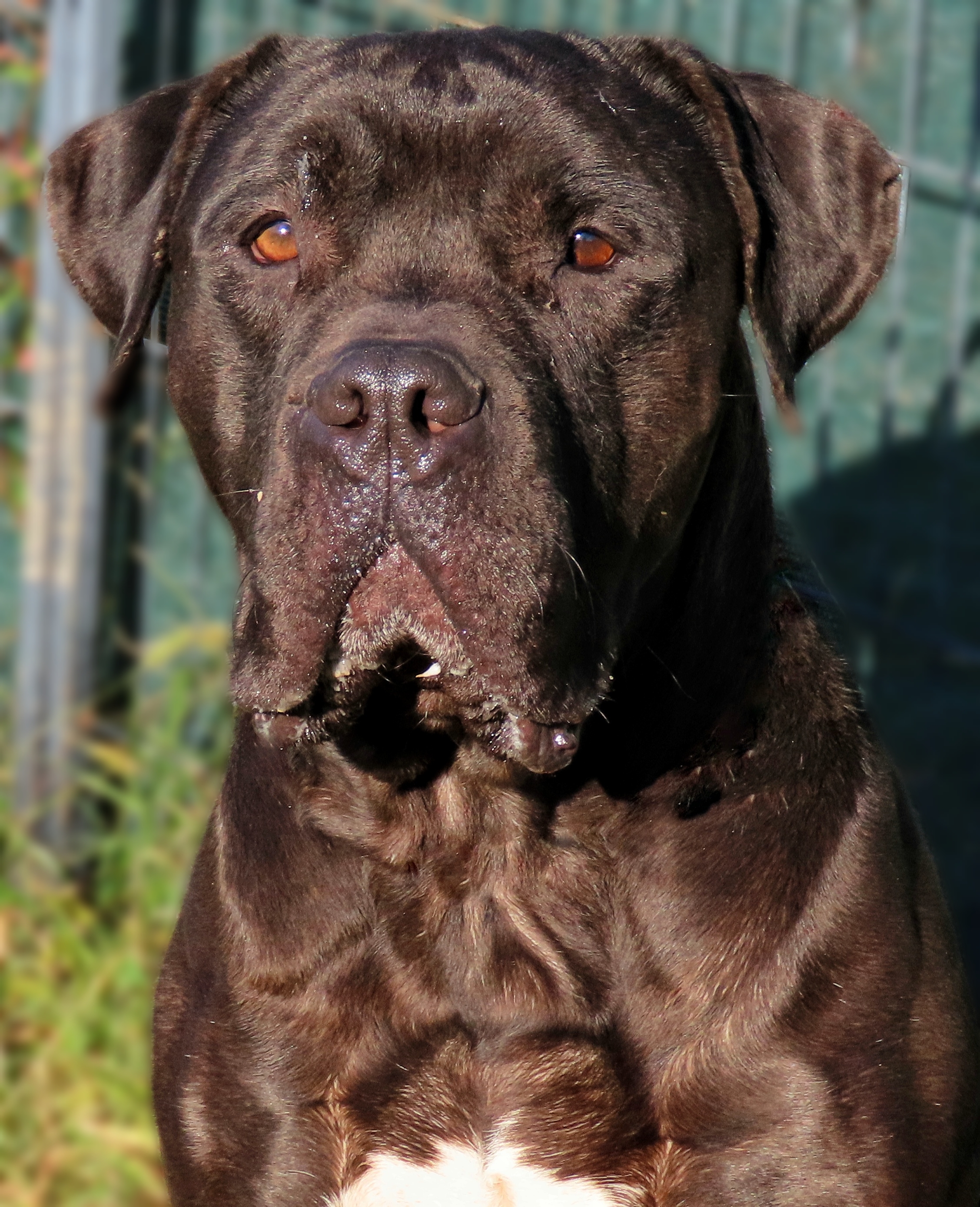 25-221 Norman, Adoptable, Adult Male Pit Bull Terrier & Cane Corso.