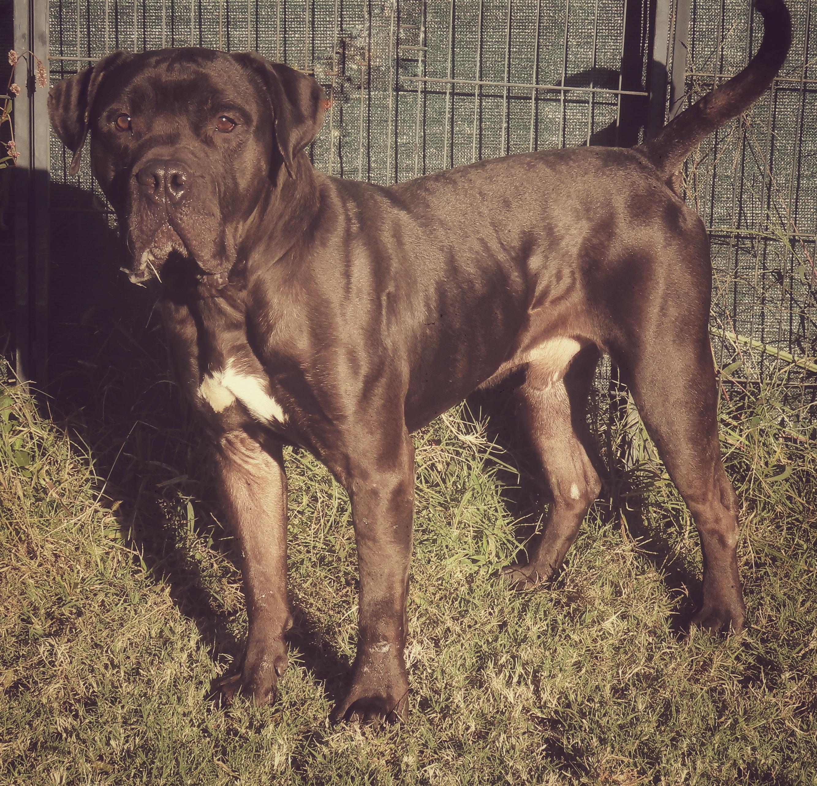 Enlarge 25-221 Norman, a Adoptable mixed breed in Amityville, NY image 4/6