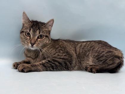 Bella, Adoptable, Adult Female Domestic Short Hair.